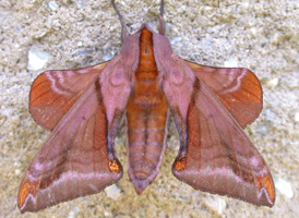 Huckleberry Sphinx
